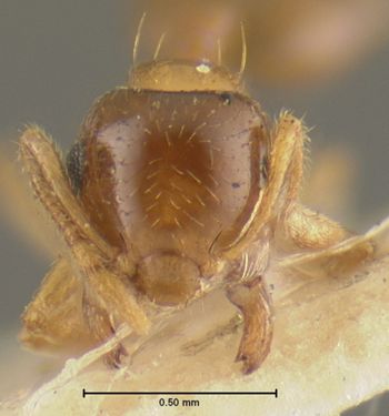 Media type: image; Entomology 20800   Aspect: head frontal view